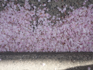 お城＆桜
