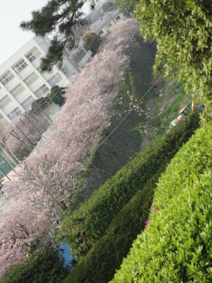 お城＆桜