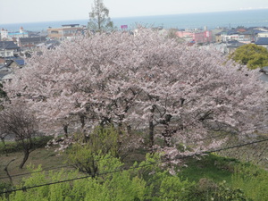 お城＆桜