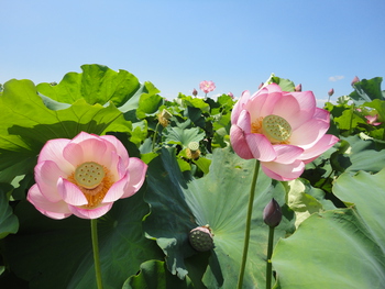 また蓮の花(^^♪