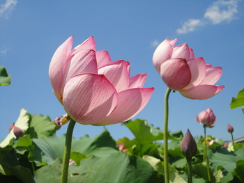 また蓮の花(^^♪