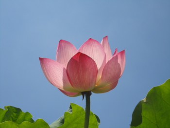 また蓮の花(^^♪