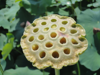 また蓮の花(^^♪