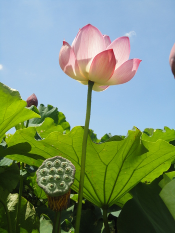 また蓮の花(^^♪