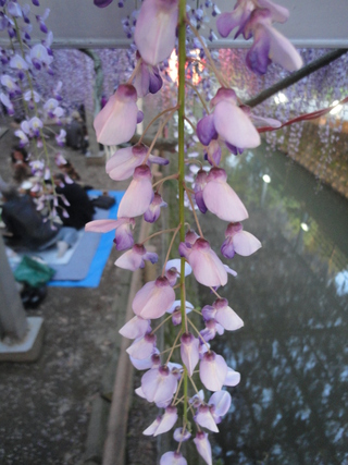 夕方にいってみた