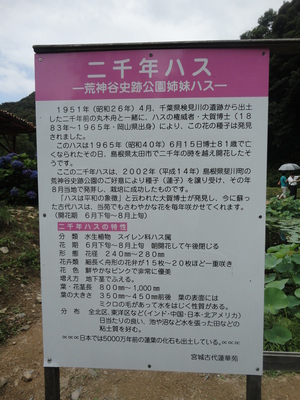 二千年ハス
