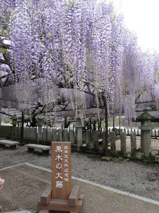 綺麗な大ふじ