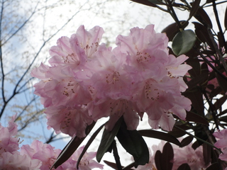 ドライブで花見（＾－＾）