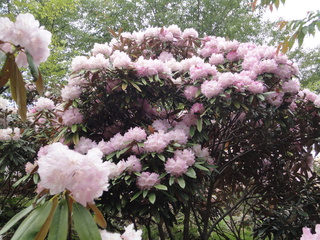 ドライブで花見（＾－＾）