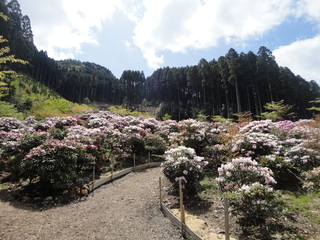 ドライブで花見（＾－＾）