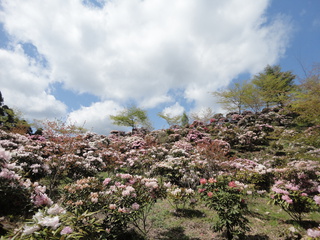 ドライブで花見（＾－＾）