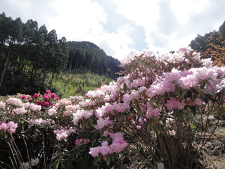 ドライブで花見（＾－＾）