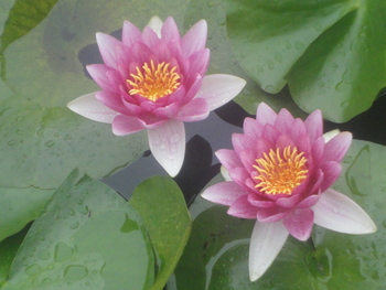 大好き今年も蓮の花(^^♪