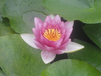 大好き今年も蓮の花(^^♪