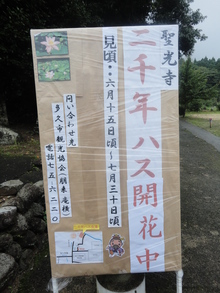 大好き今年も蓮の花(^^♪