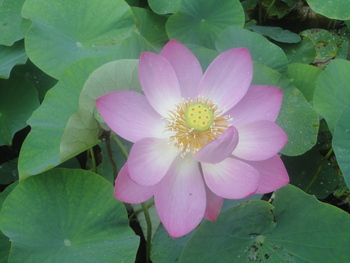 大好き今年も蓮の花(^^♪