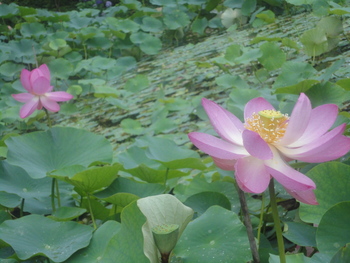 大好き今年も蓮の花(^^♪