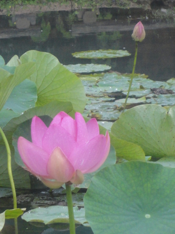 大好き今年も蓮の花(^^♪