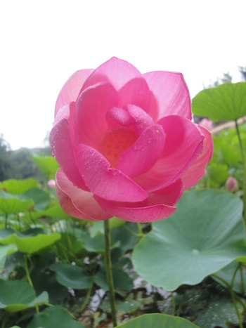 大好き今年も蓮の花(^^♪