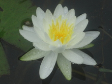 大好き今年も蓮の花(^^♪