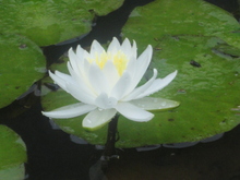 大好き今年も蓮の花(^^♪