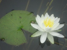 大好き今年も蓮の花(^^♪