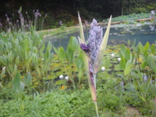 大好き今年も蓮の花(^^♪