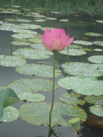 大好き今年も蓮の花(^^♪