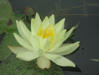 大好き今年も蓮の花(^^♪