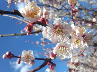 梅の花が咲く