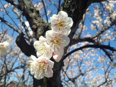 梅の花が咲く