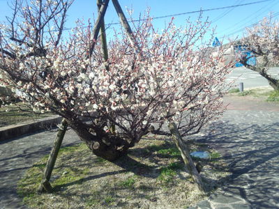梅の花が咲く