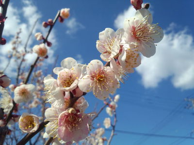 梅の花が咲く