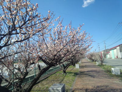 梅の花が咲く