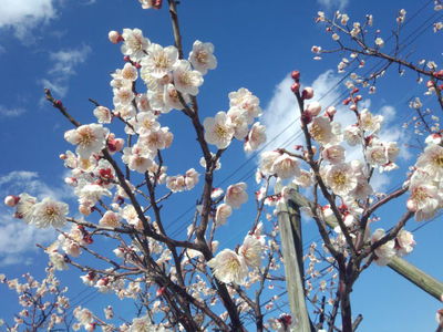 梅の花が咲く