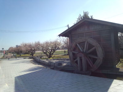 梅の花が咲く