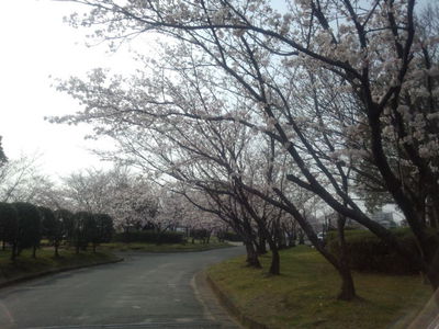 お散歩