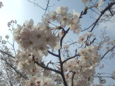 お散歩