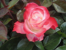 薔薇がいっぱい(^^♪
