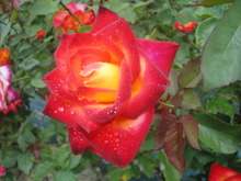 薔薇がいっぱい(^^♪