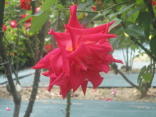 薔薇がいっぱい(^^♪