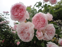 薔薇がいっぱい(^^♪