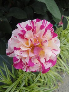 薔薇がいっぱい(^^♪