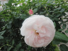 薔薇がいっぱい(^^♪