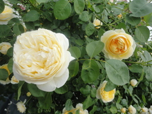 薔薇がいっぱい(^^♪