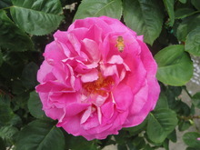 薔薇がいっぱい(^^♪