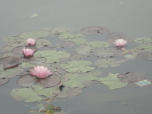 薔薇がいっぱい(^^♪
