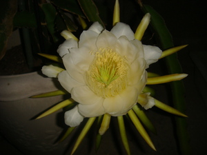 開花中