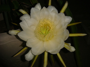 開花中