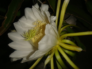 開花中